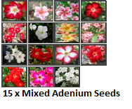 (image for) Adenium Obesum 'Mixed' 15 Seeds